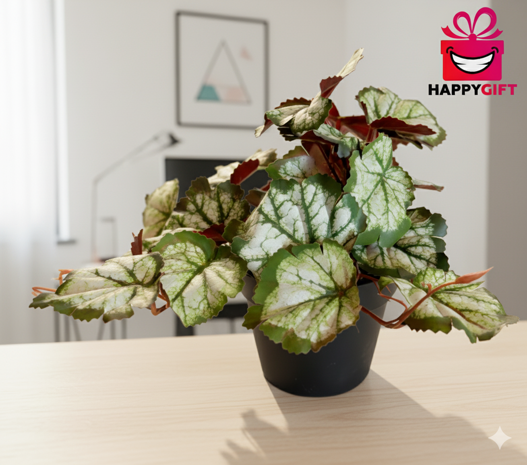 Begonia Rex Potted Plant – Striking Foliage for Home & Office