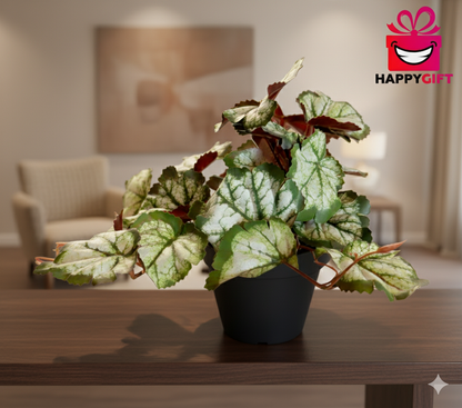 Begonia Rex Potted Plant – Striking Foliage for Home & Office