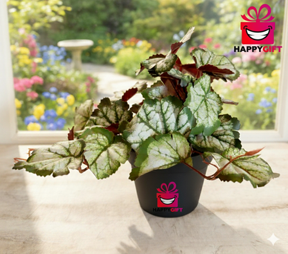 Begonia Rex Potted Plant – Striking Foliage for Home & Office