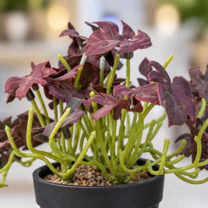 Close-up of burgundy leaves on mini faux foliage plant in black pot