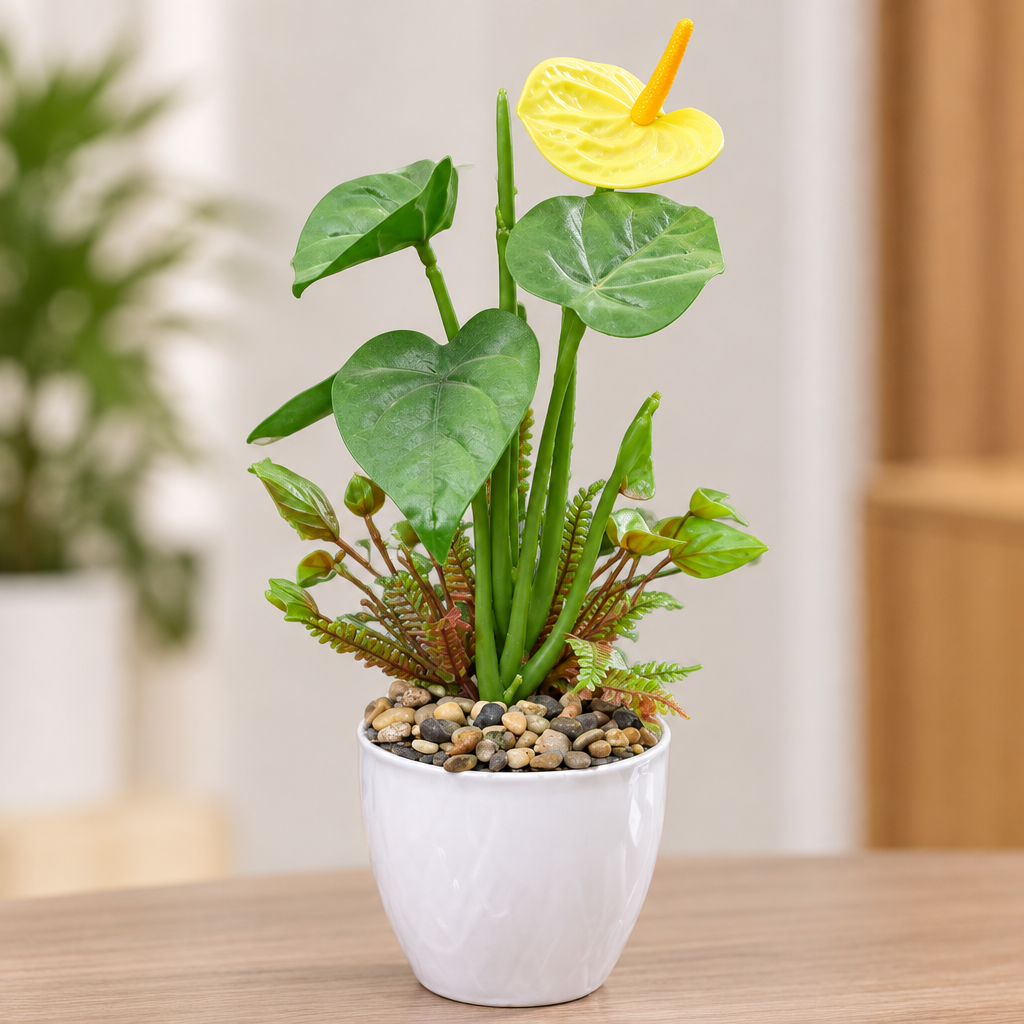 Close-up of yellow anthurium flowers and gloss white pot
