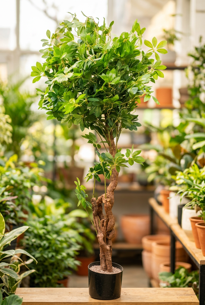 Twisted-Trunk Decorative Tree in Black Pot | Happy Gift