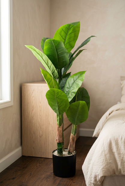 Two-Trunk Broad-Leaf Plant in Black Planter | Happy Gift