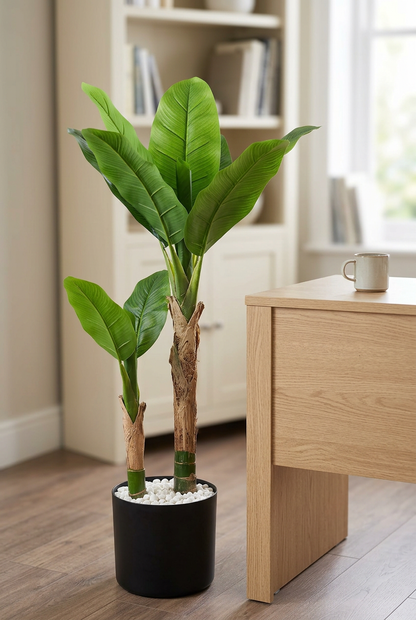 Two-Trunk Broad-Leaf Plant in Black Planter | Happy Gift