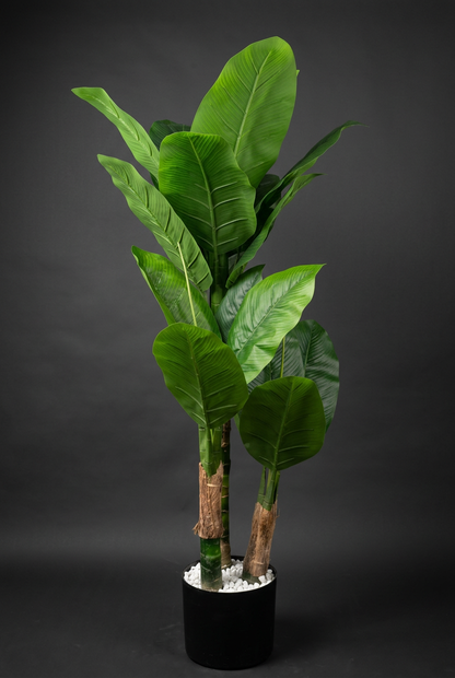 Two-Trunk Broad-Leaf Plant in Black Planter | Happy Gift