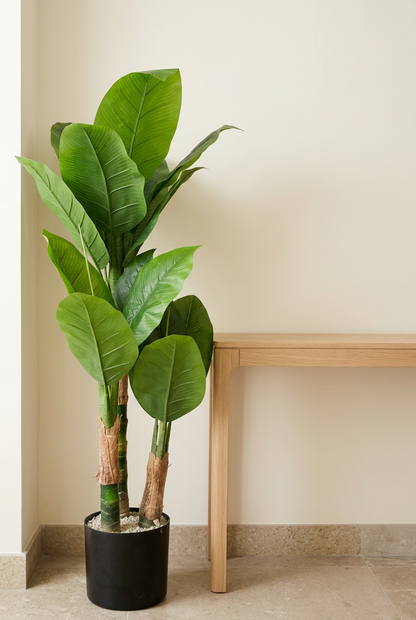 Two-Trunk Broad-Leaf Plant in Black Planter | Happy Gift